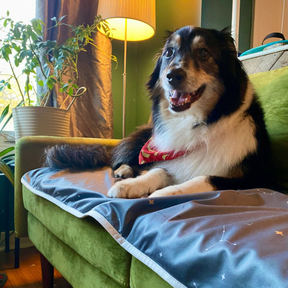 Dog sitting on a green couch with a lamp and plants in the background